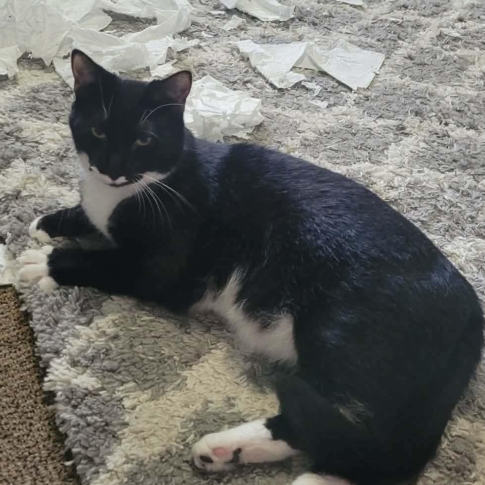 Bandit 