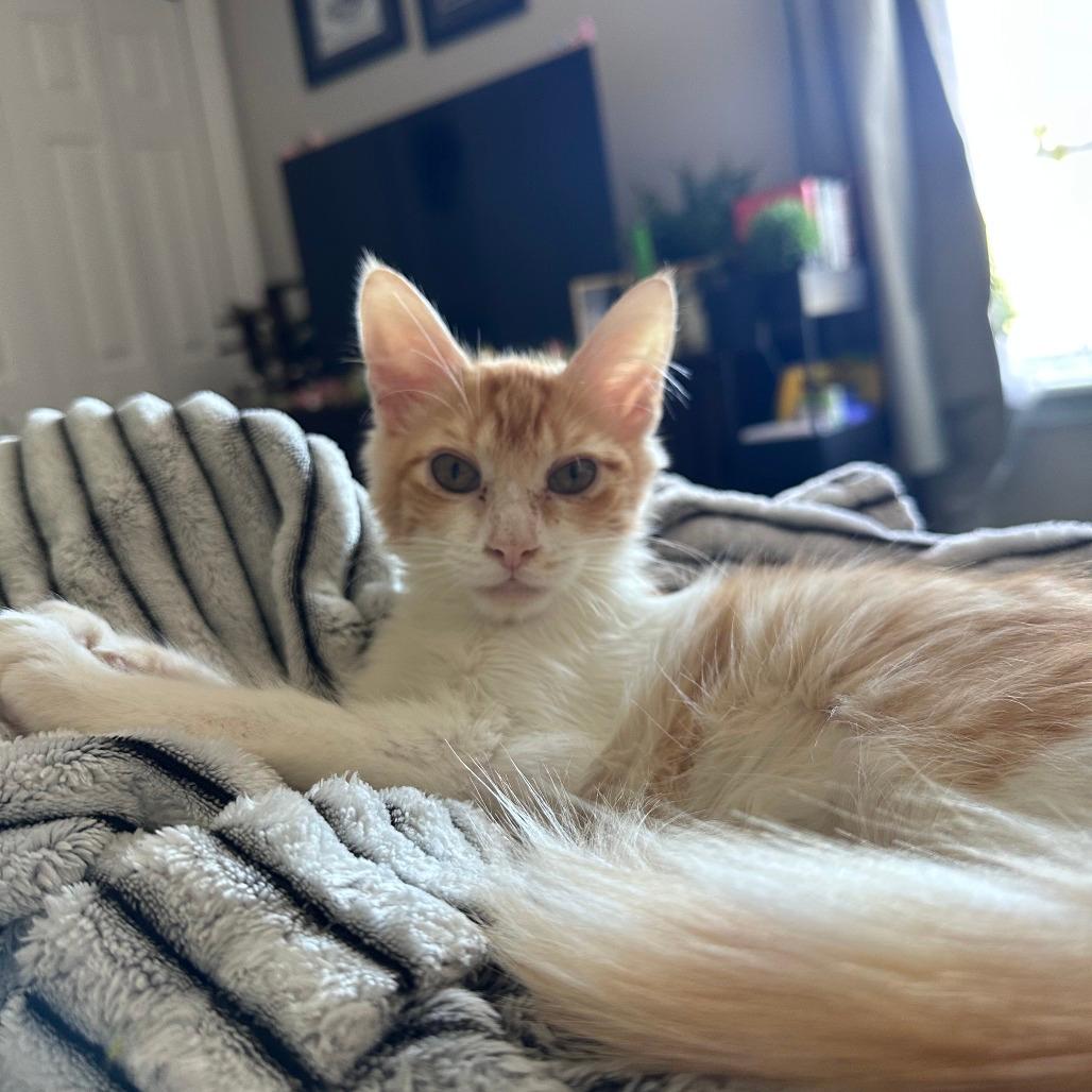 Elmer