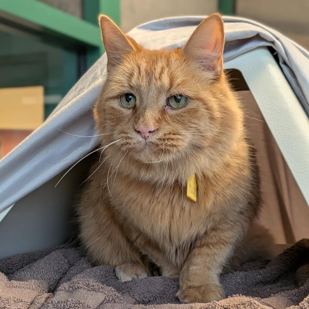 King Simba 