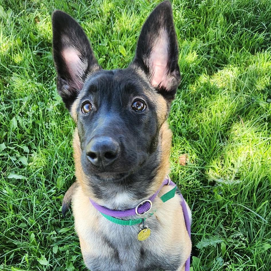 Mila
