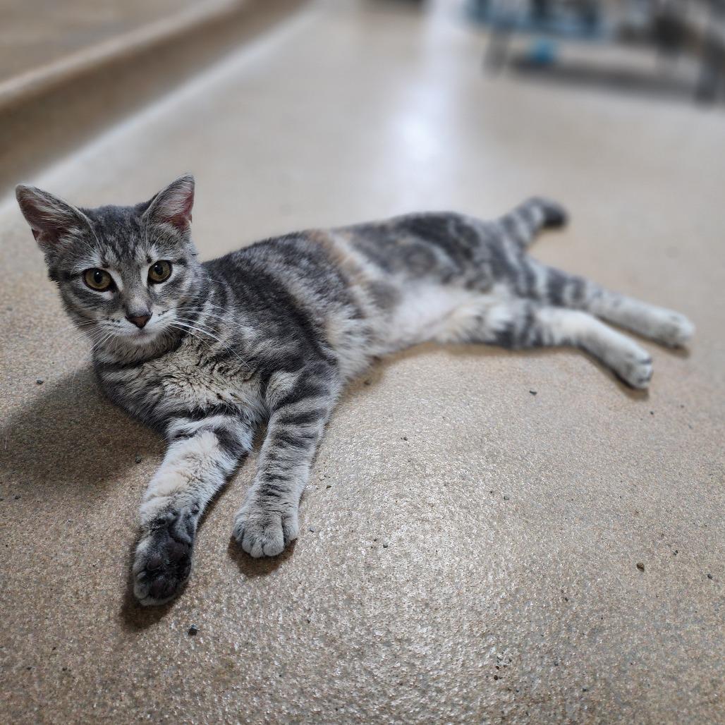 Ms. Meowington