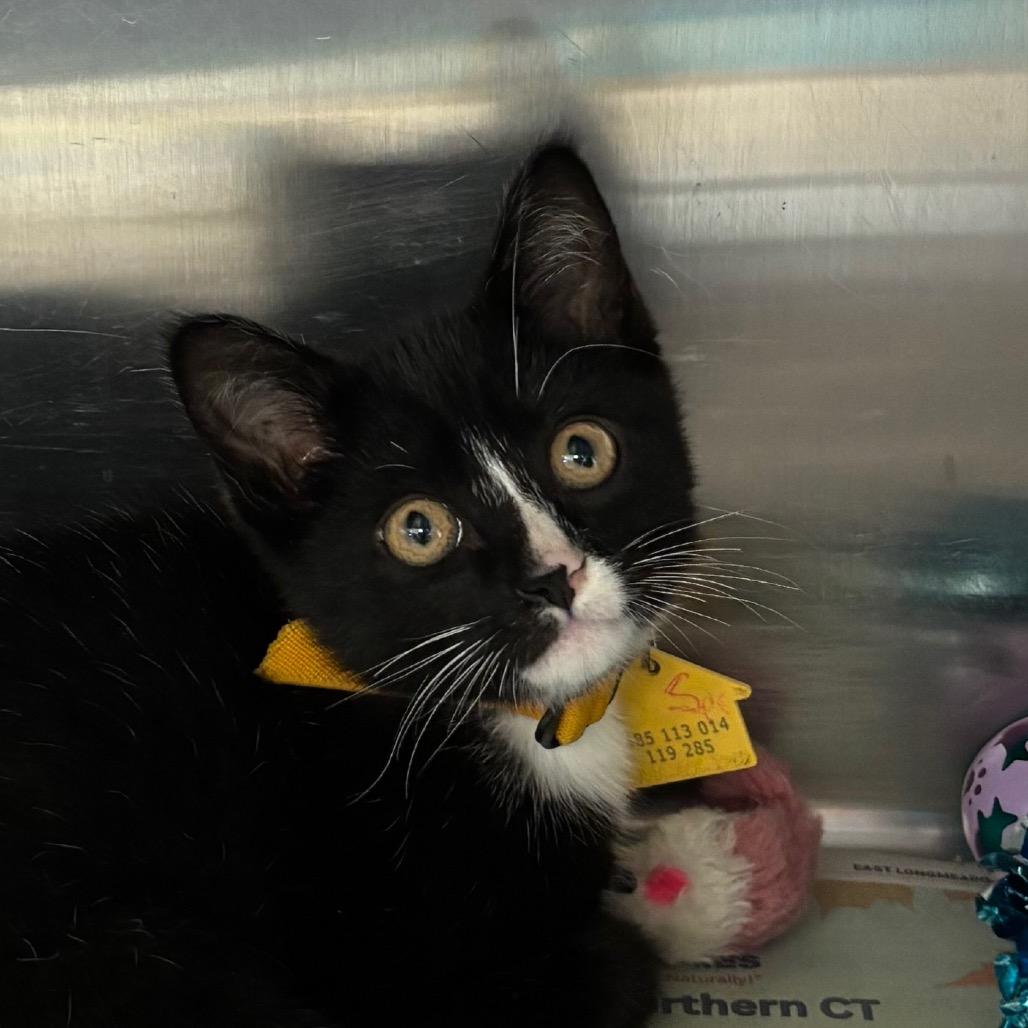 Spring- Tiny Spirit Kitten