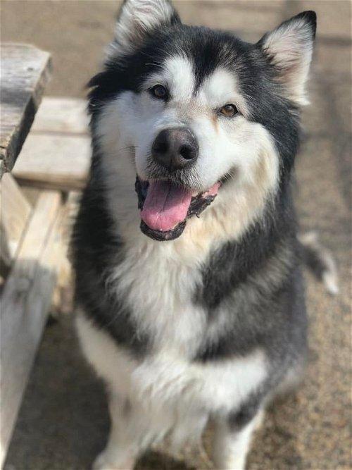 Alaskan Malamute Rottweiler Mix