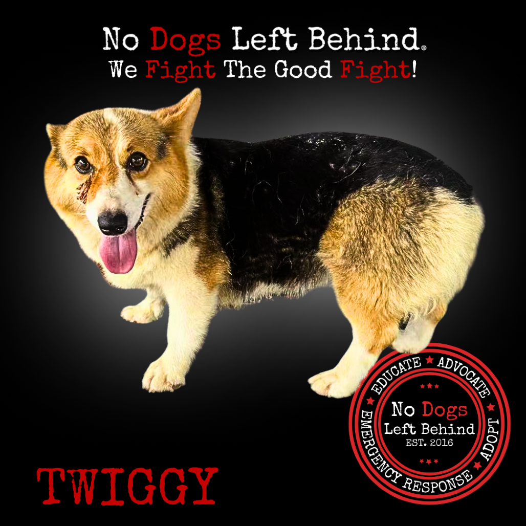 Twiggy 3850