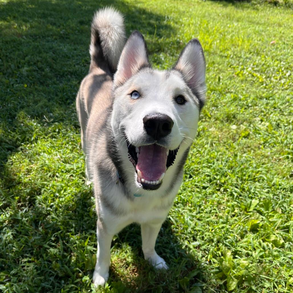 Bolt