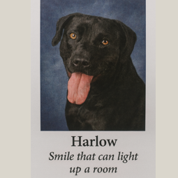 Harlow 