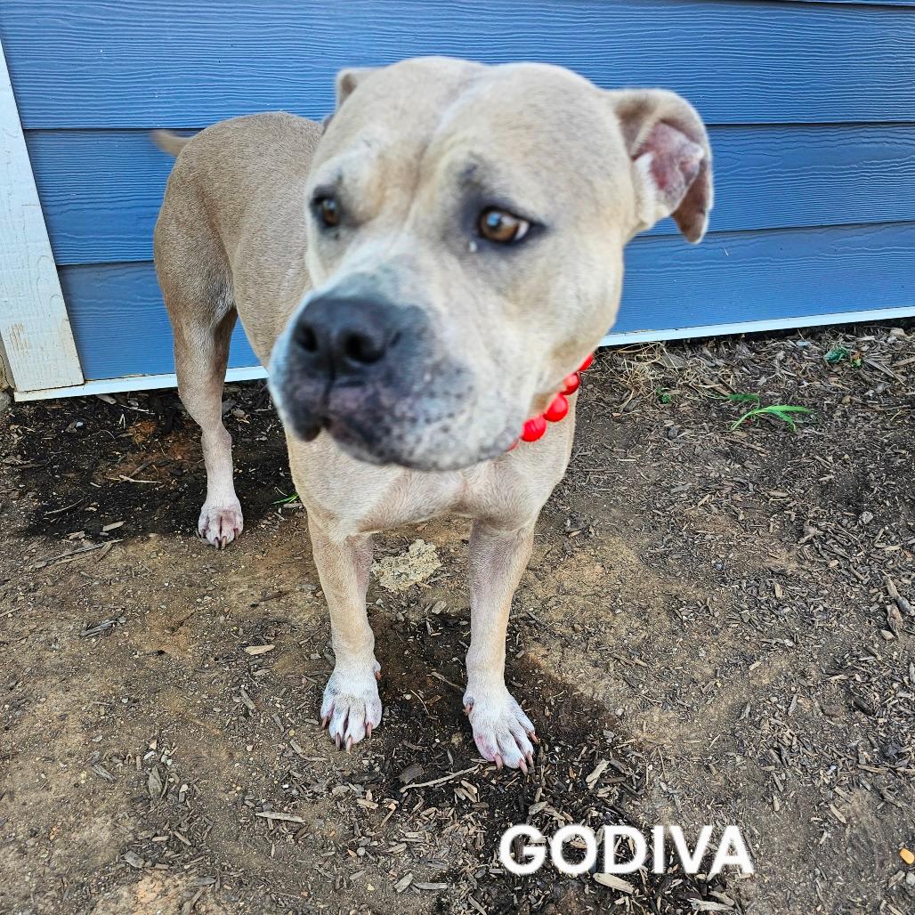 Godiva
