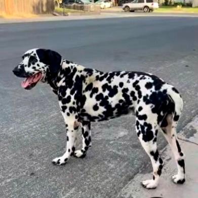 Domino