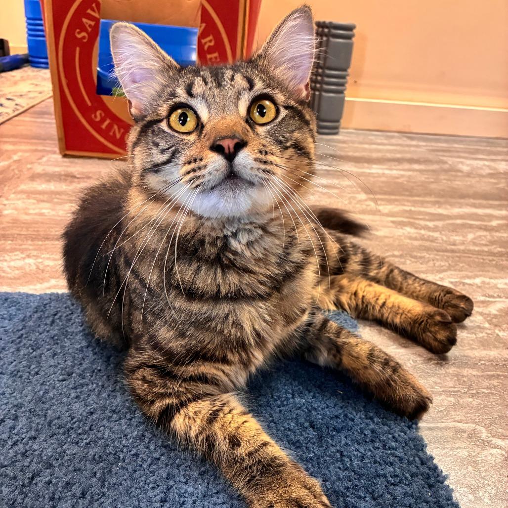 Ranger - IN FOSTER