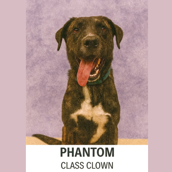 Phantom 