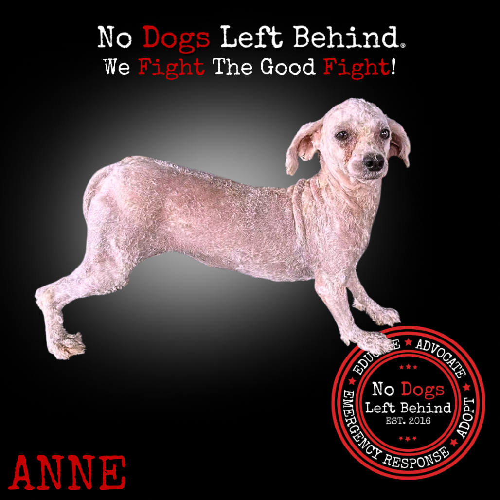 Anne 4019