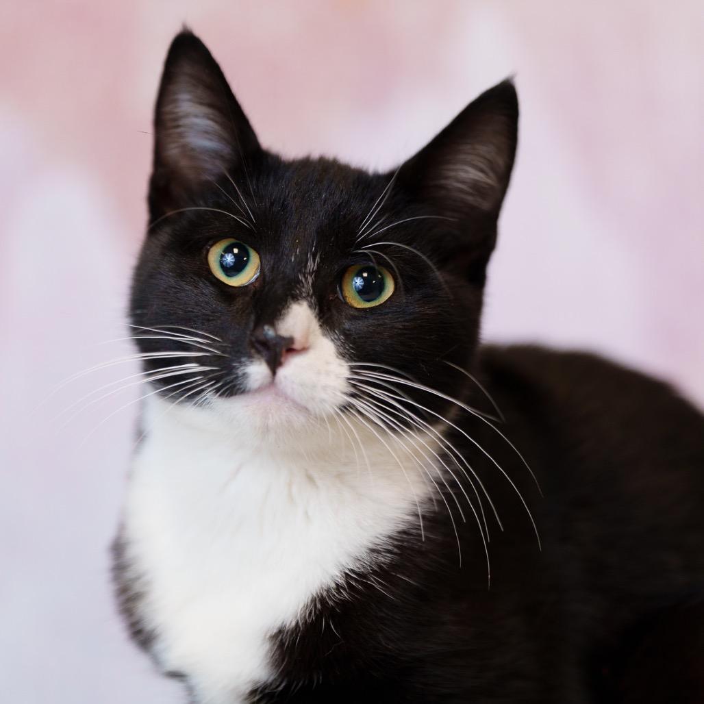 Oreo
