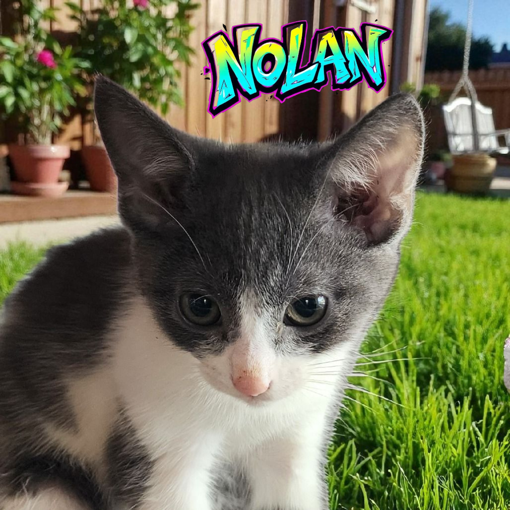 Nolan