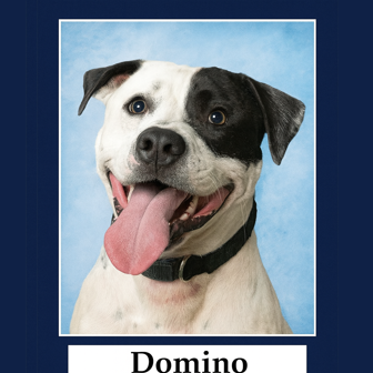 Domino