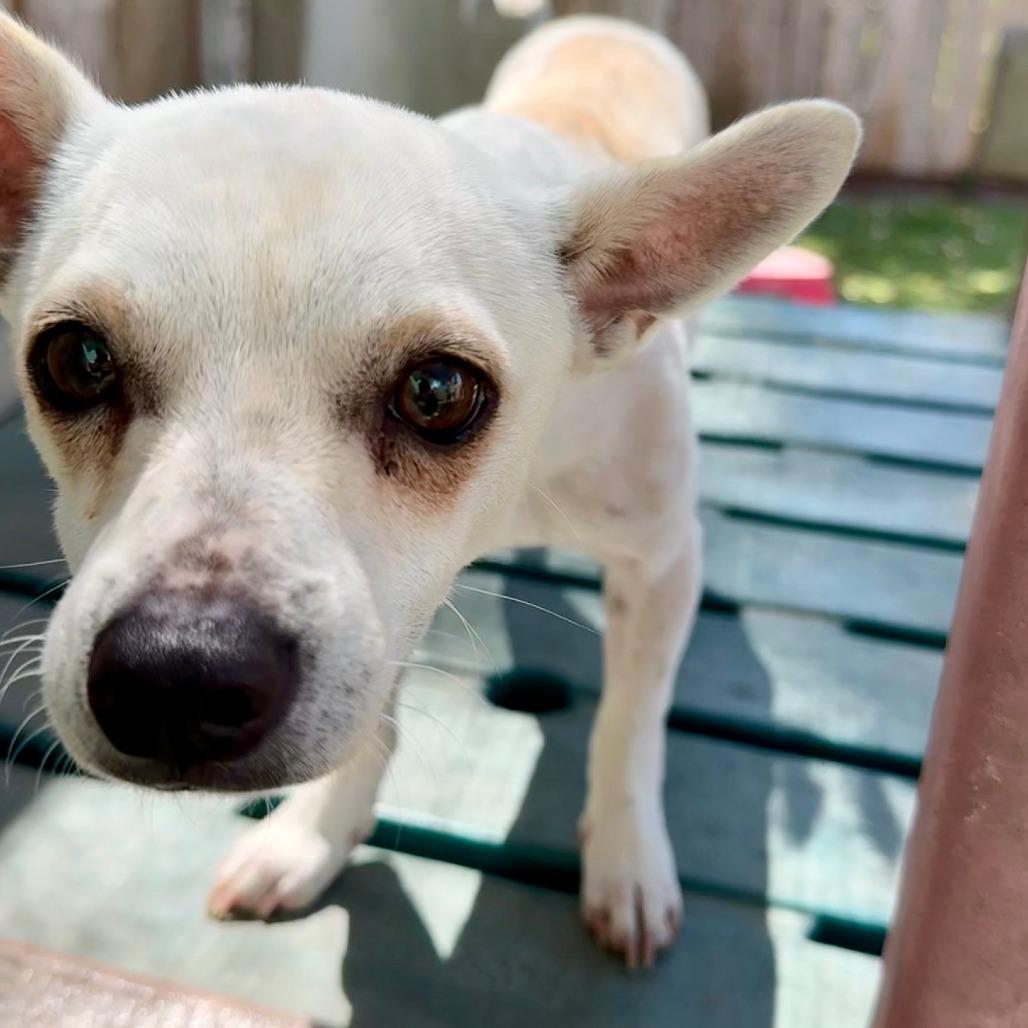 Peanut