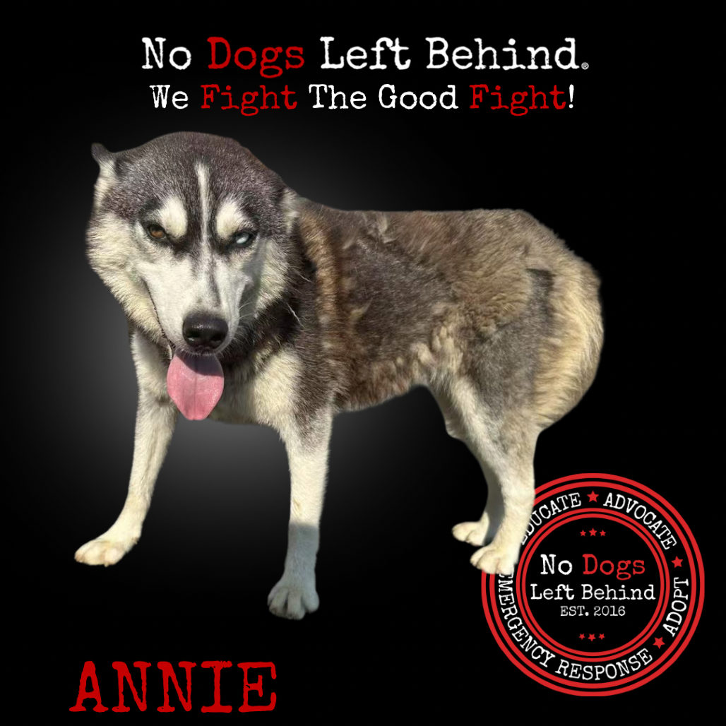 Annie 4222