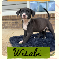 Wasabi (F)