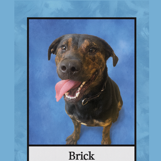 Brick