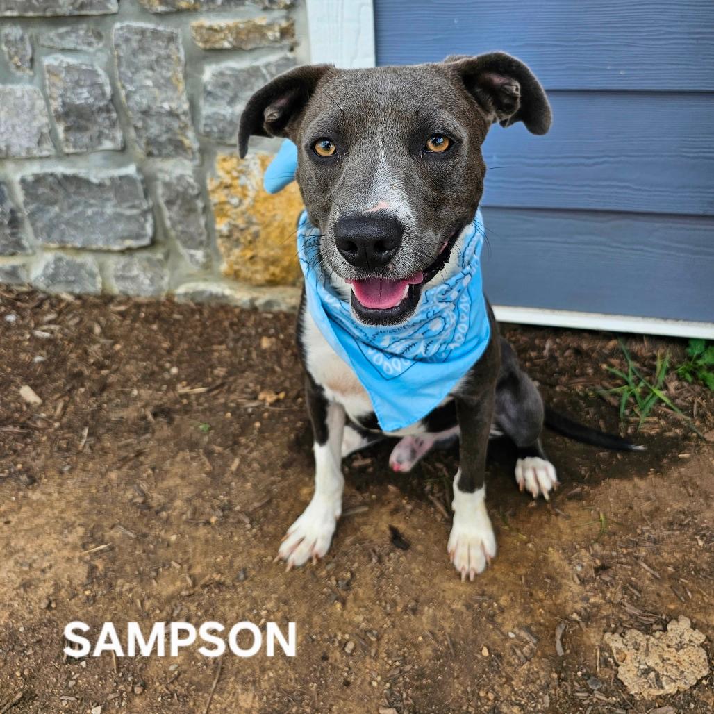 Sampson