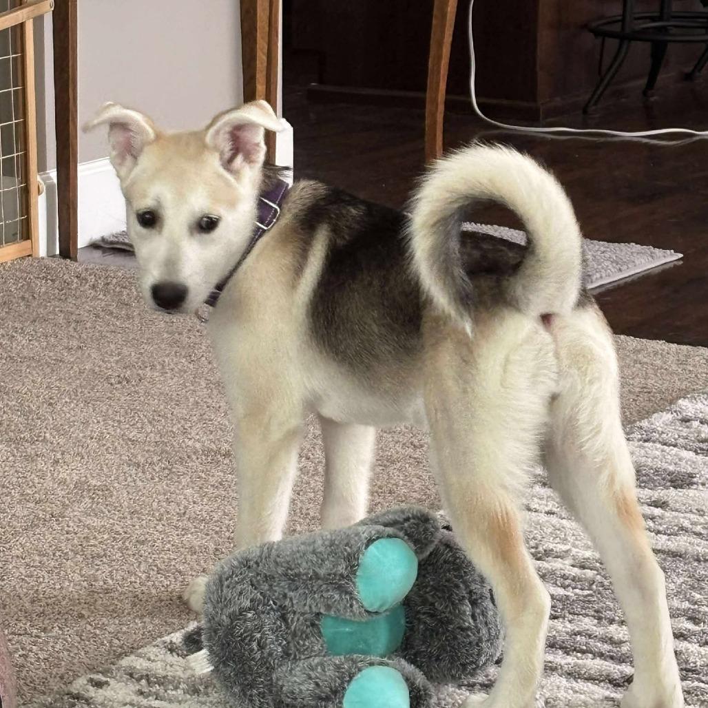 Nala