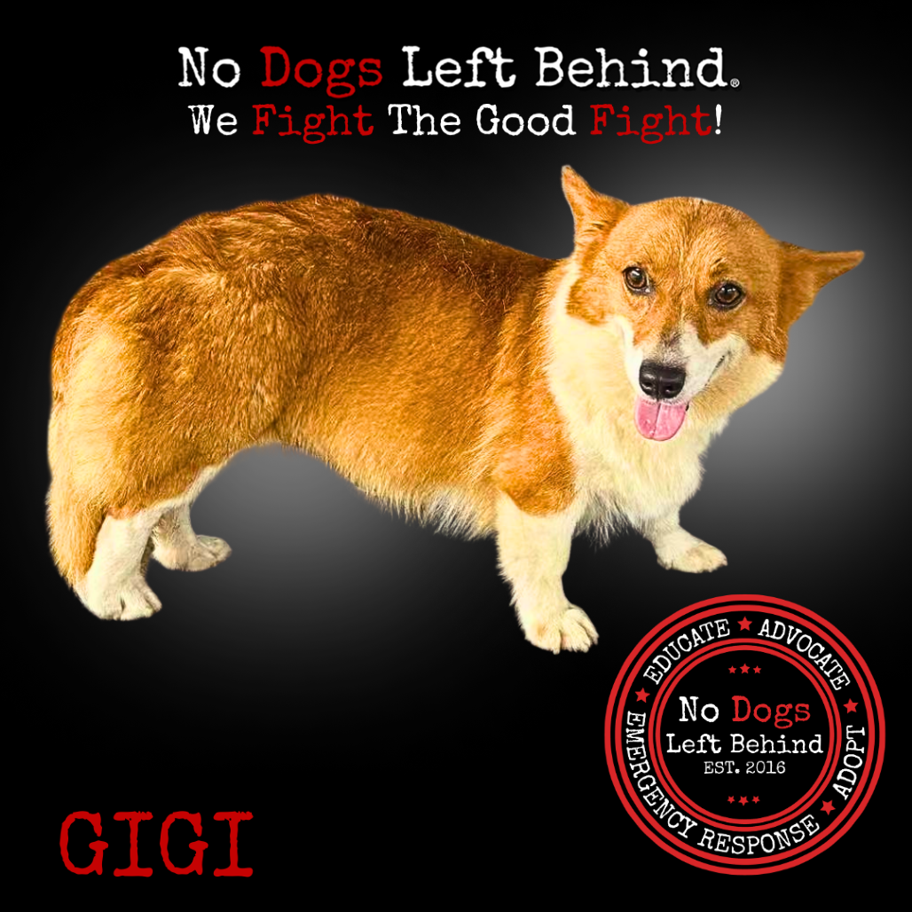 Gigi 4085