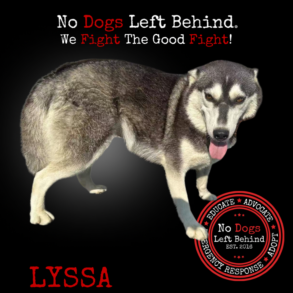 Lyssa 4003