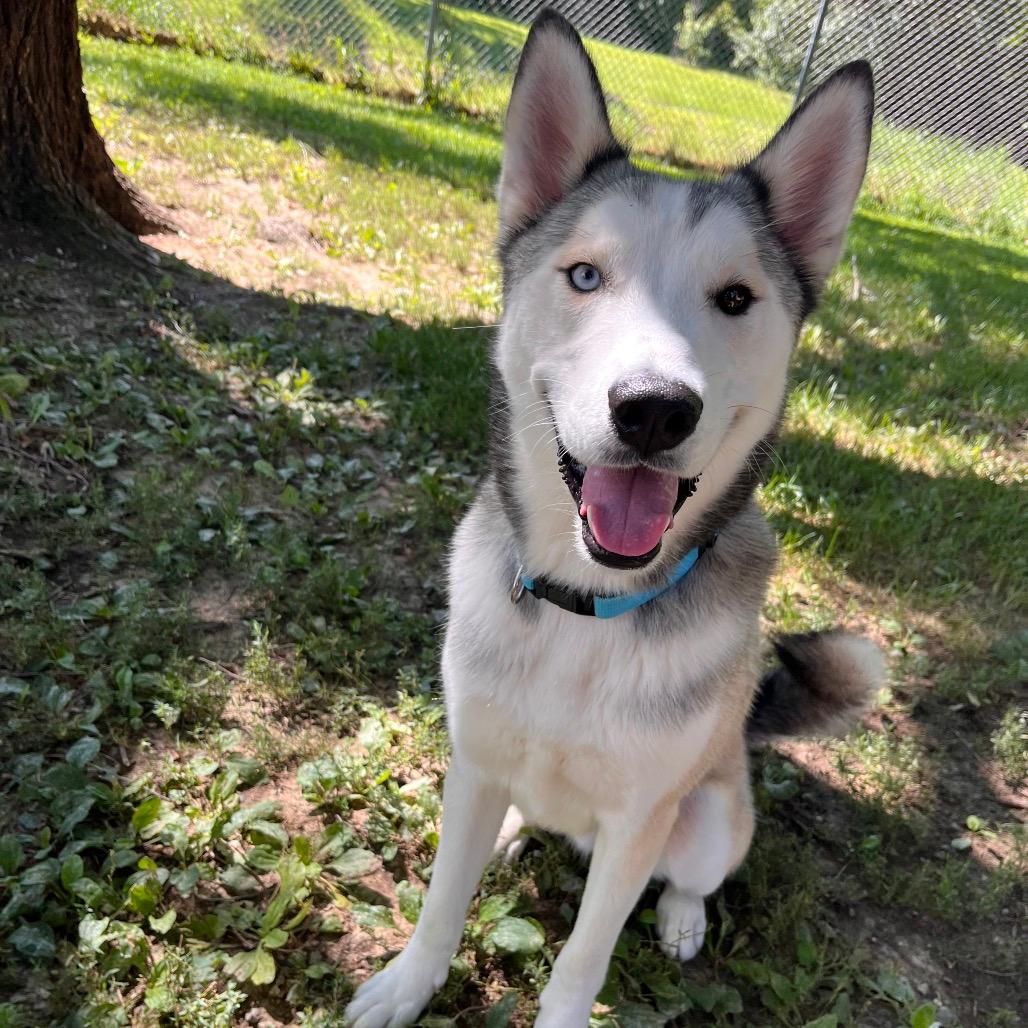 Bolt
