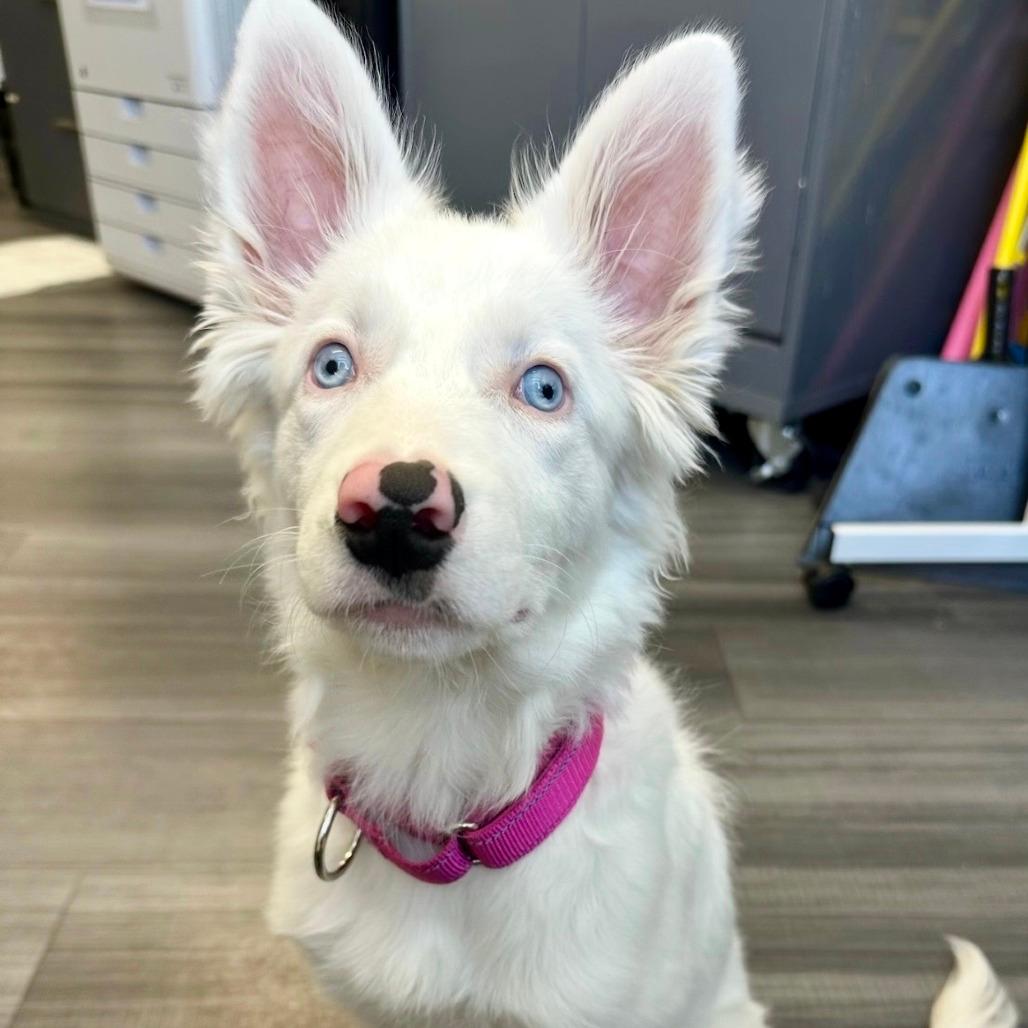 Evie 