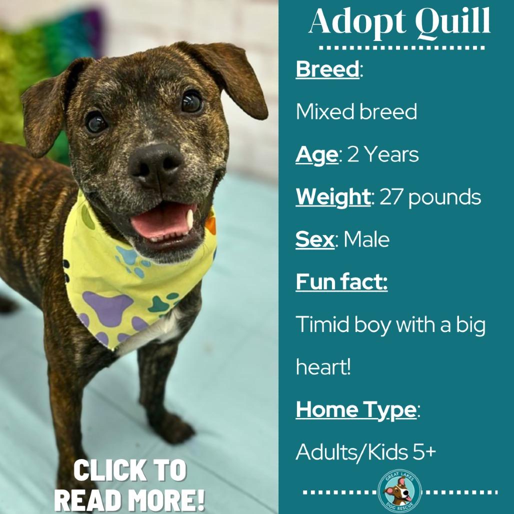 Quill