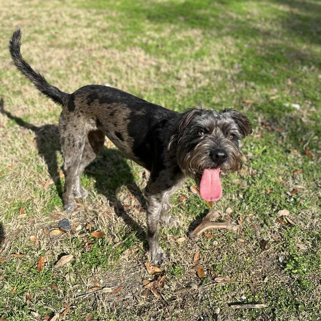 Oscar