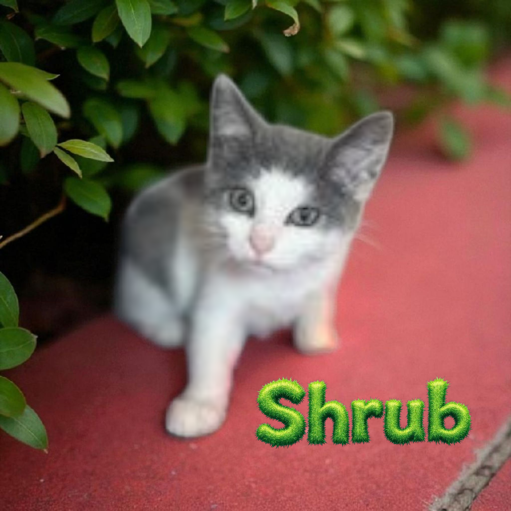 Shrub