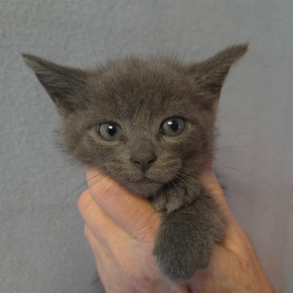 Selina's kitten Kumbia