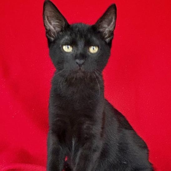 Amos