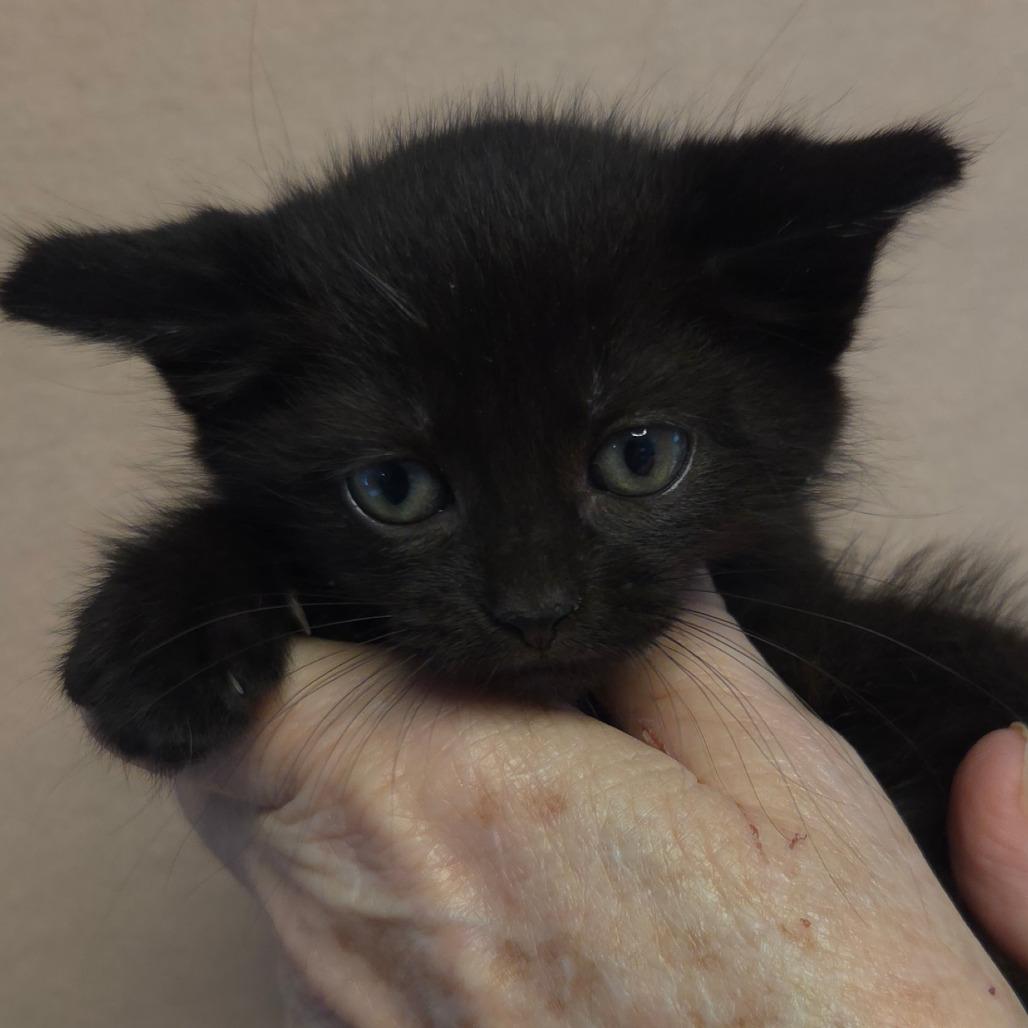 Selina's kitten Gloria