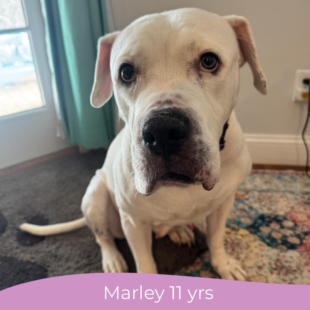 Marley