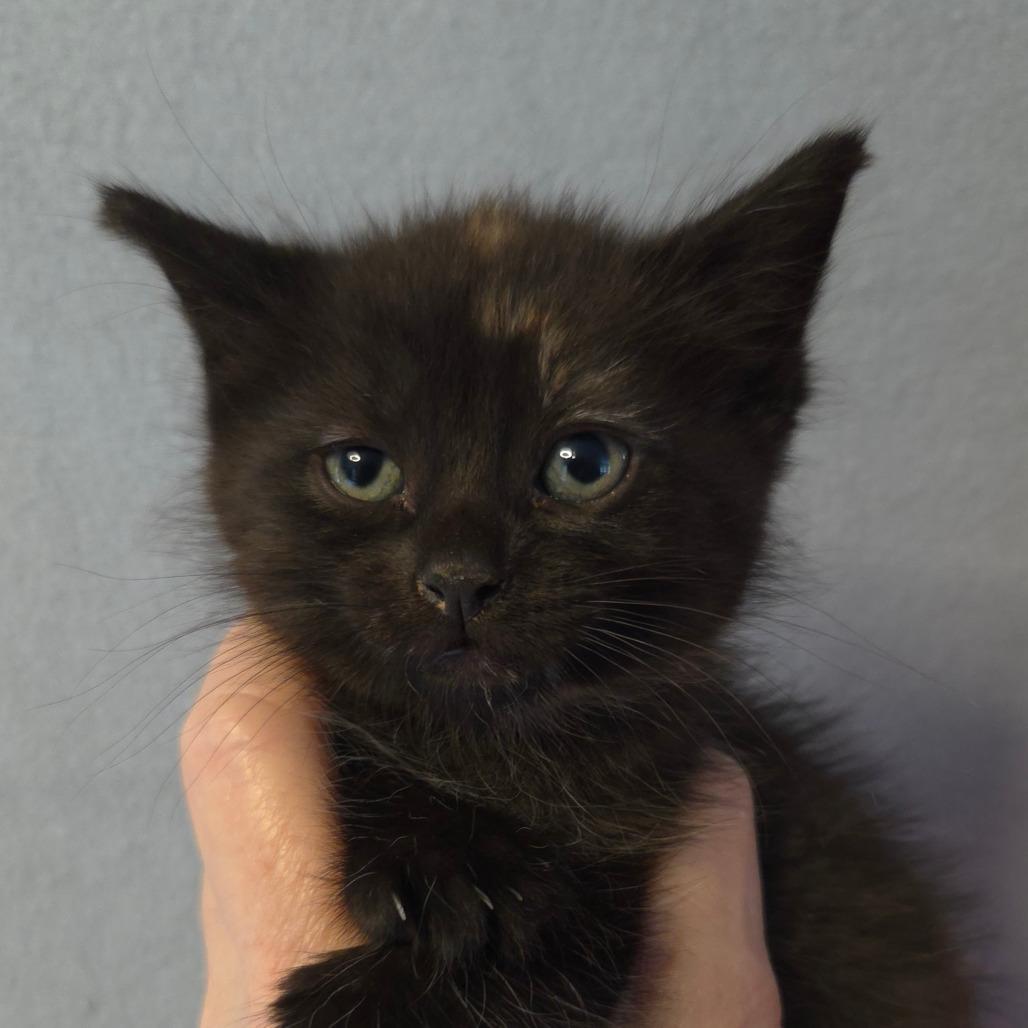 Selina's kitten Shakira