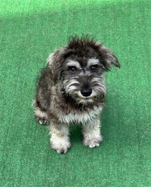 Jack Russell Mini Schnauzer Mix