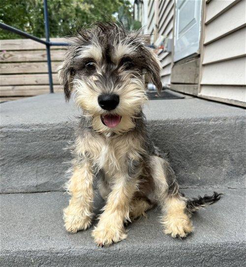 Jack Russell Mini Schnauzer Mix