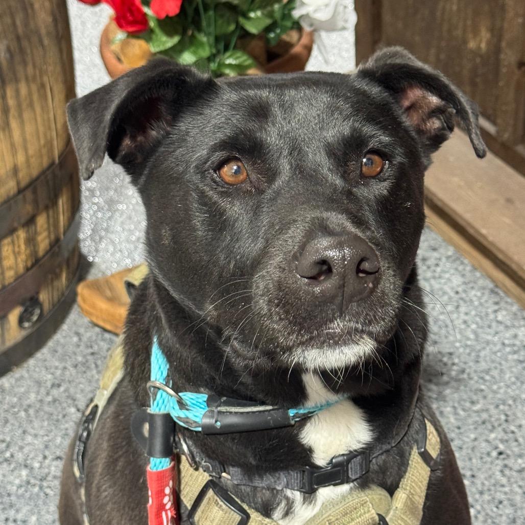 Mr. Maple (Foster Needed! - Courtesy Listing)