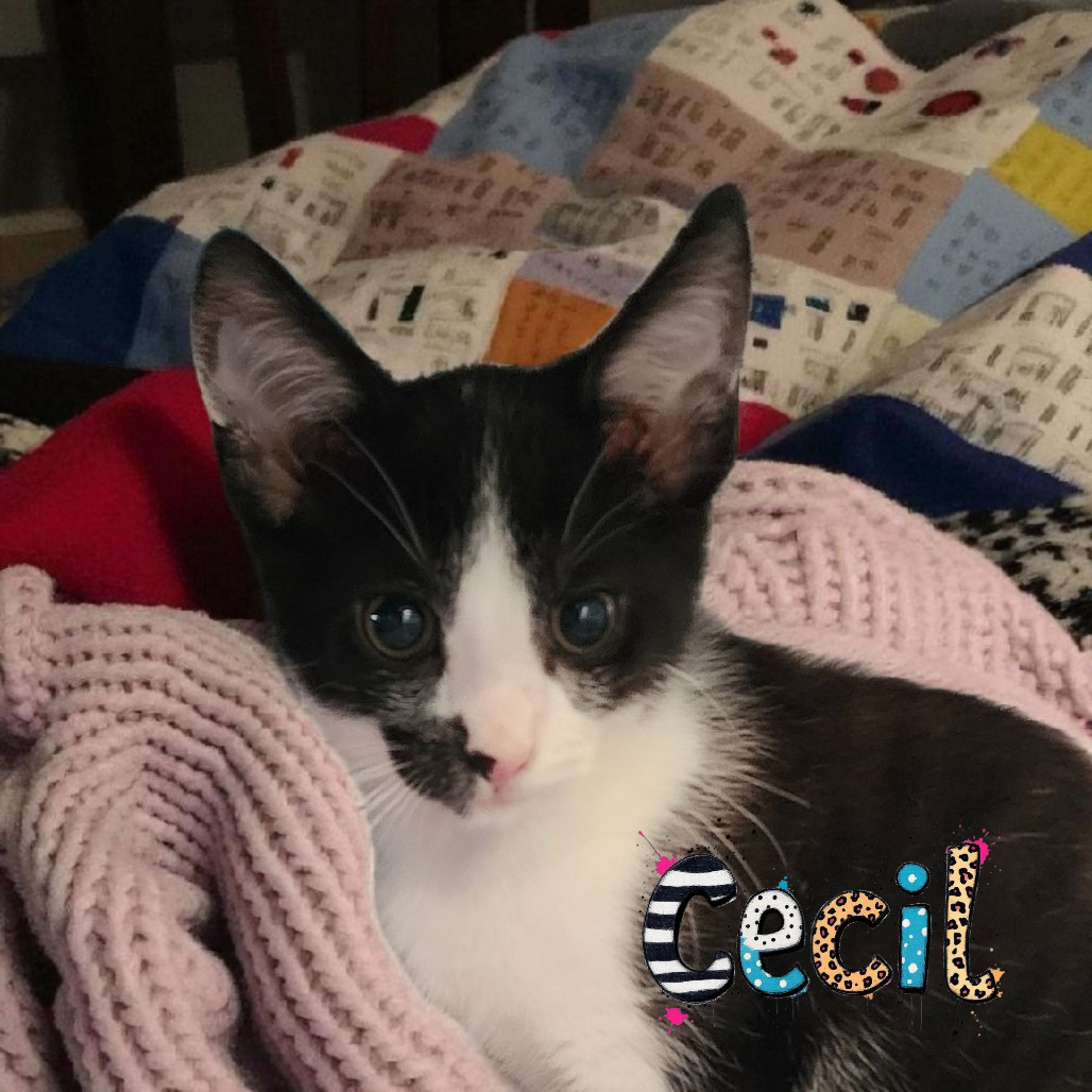 Cecil