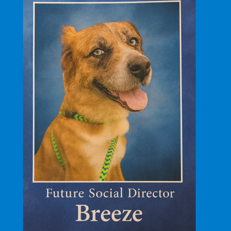 Breeze 