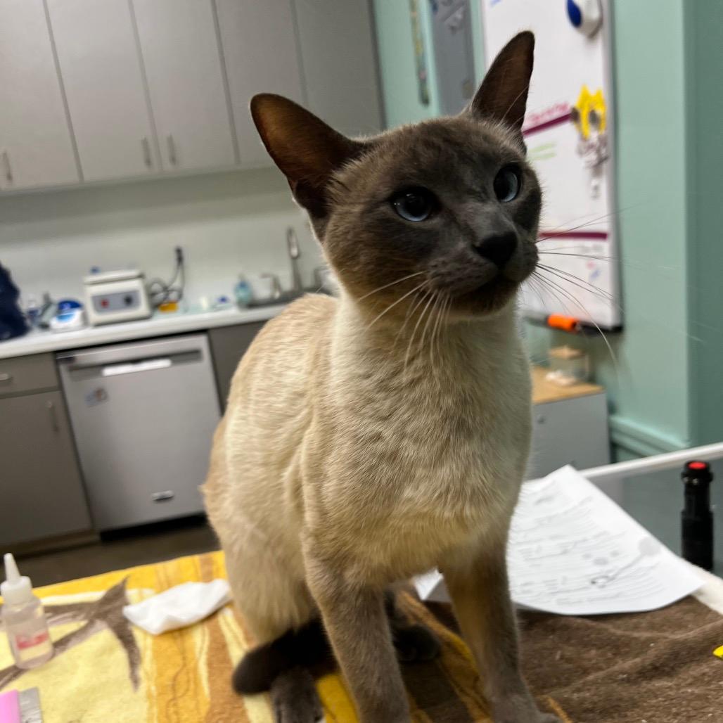 Stray 8/23 A64123 K.N. Mom