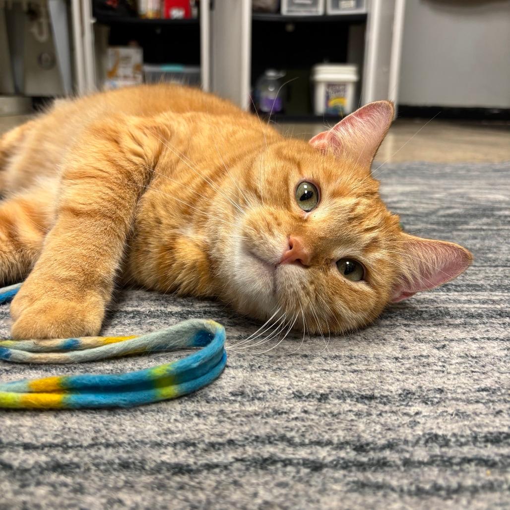 Augie
