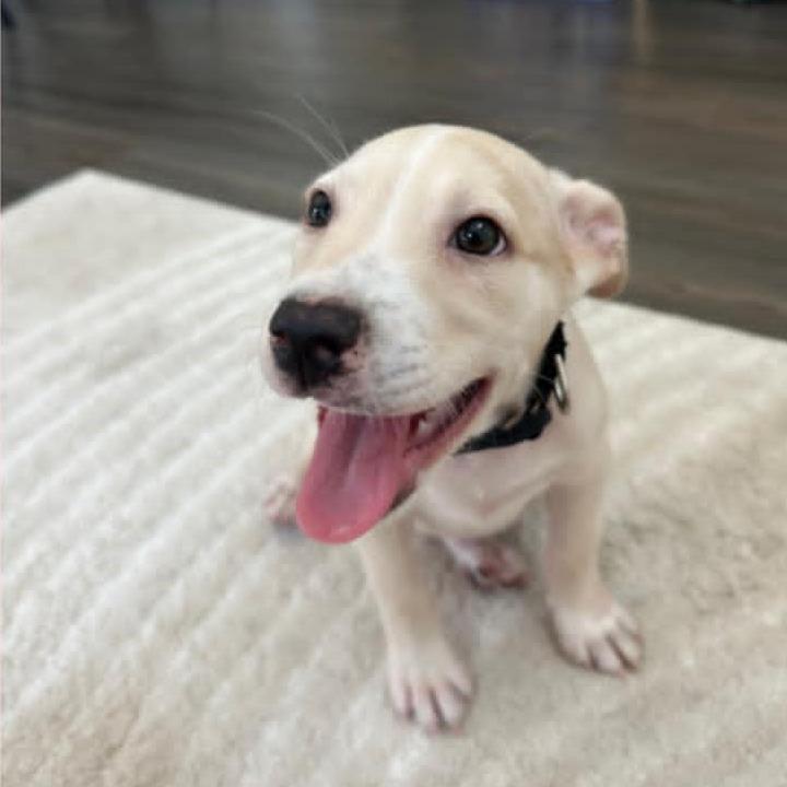 Bo