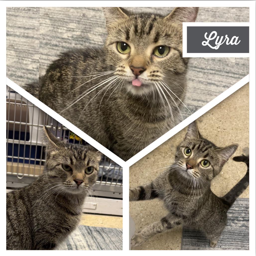 Lyra