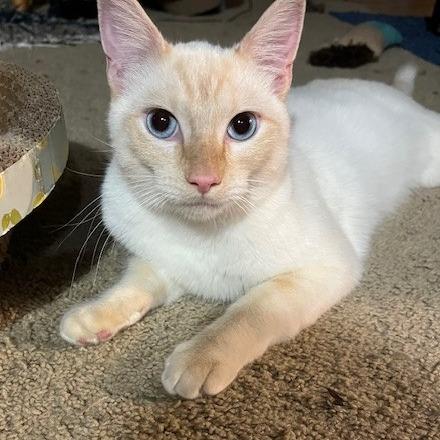 Finn