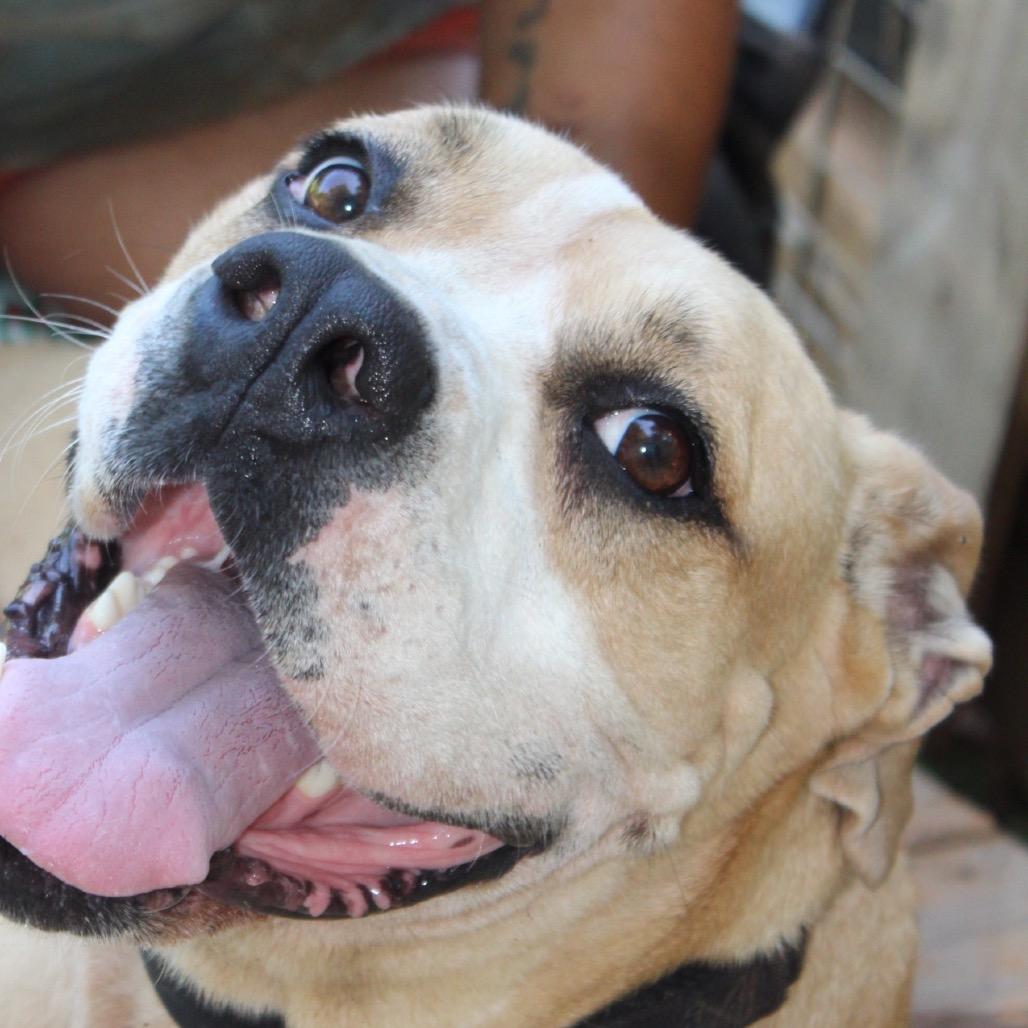 Nugget (Adoption Fee SPONSORED!)