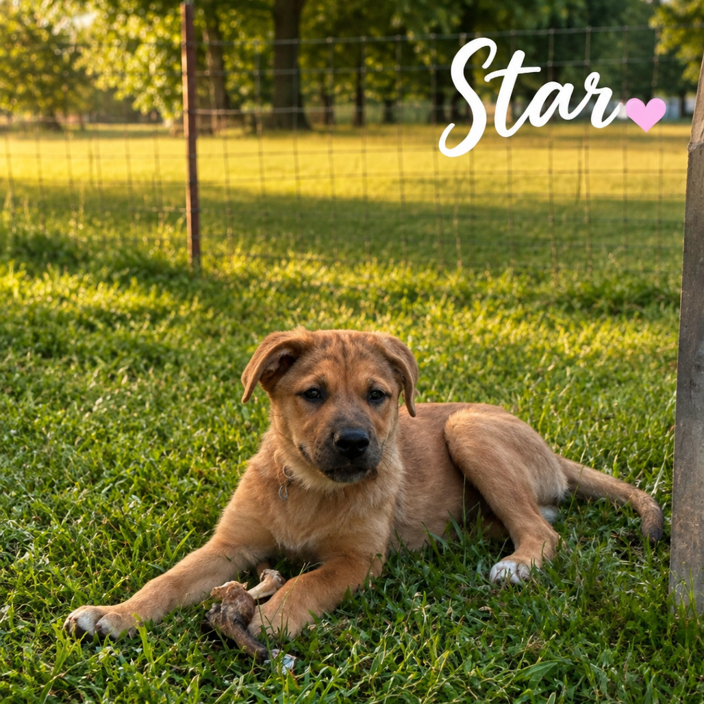 Star