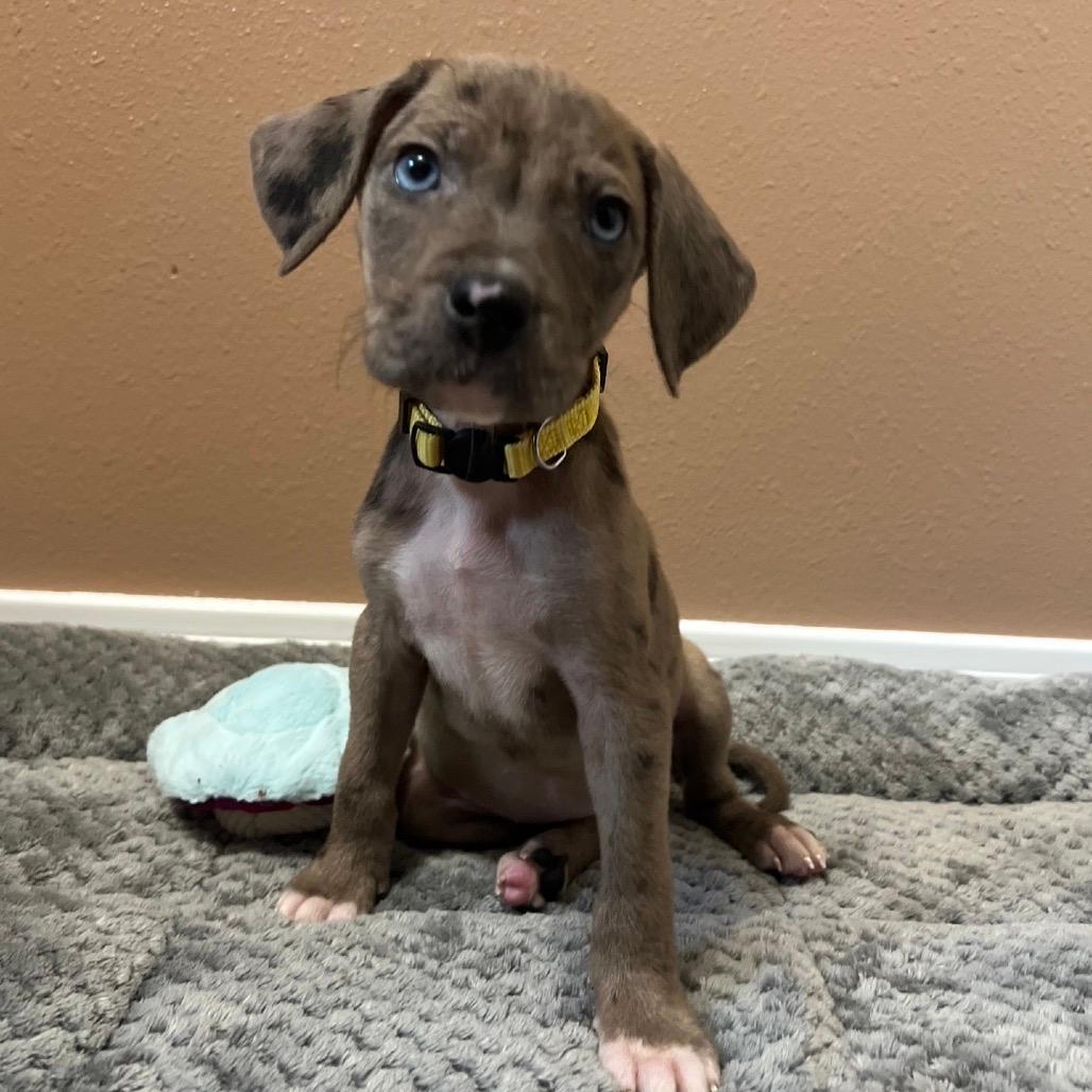 Brie (yellow collar)