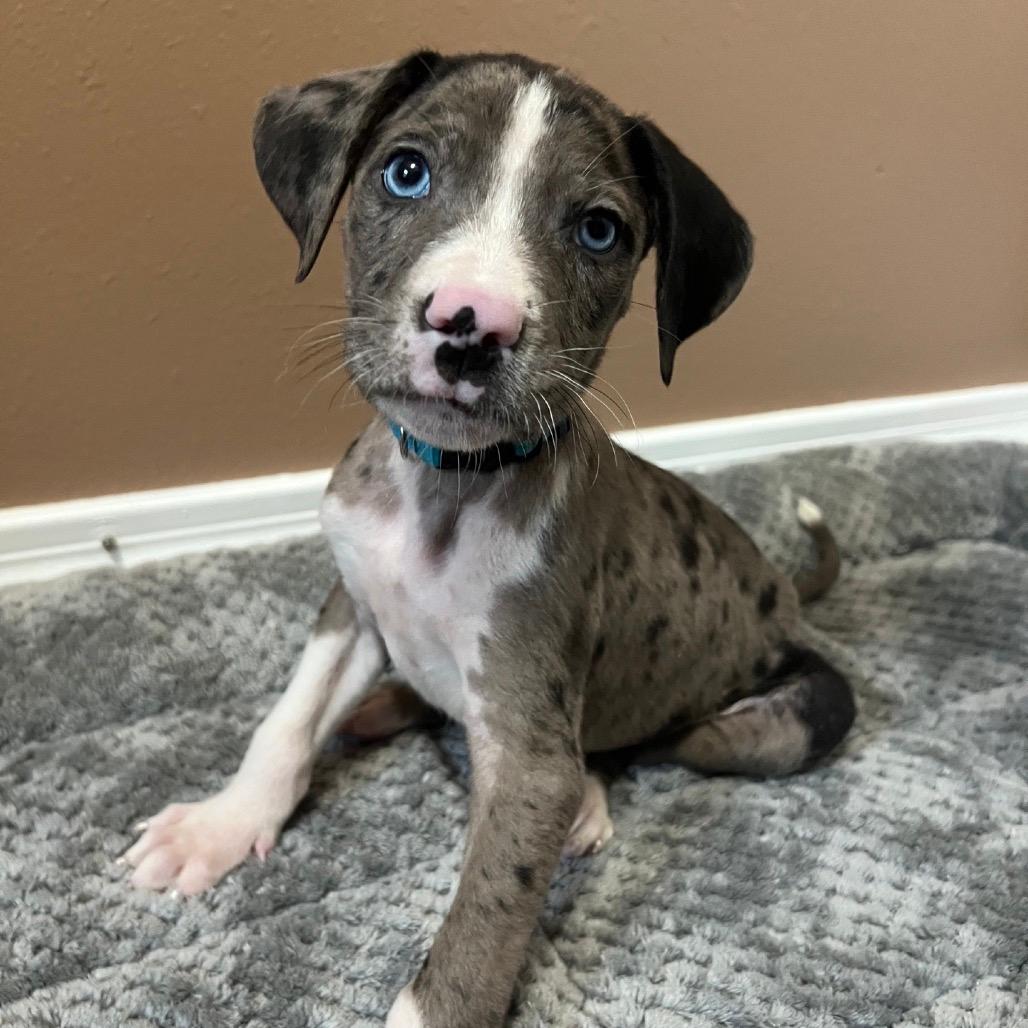 Pepper Jack (Blue collar)